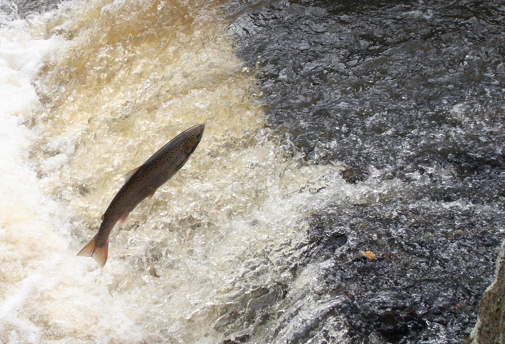 Le pôle « recherche et développement » MIAME : la science en appui à la gestion des poissons migrateurs amphihalins