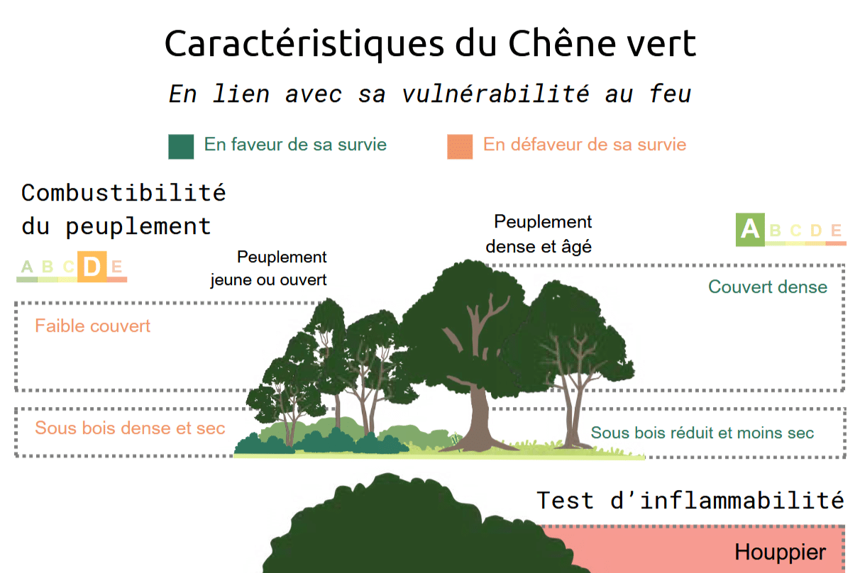 Incendies de forêts : évaluer la vulnérabilité des peuplements et réduire le risque